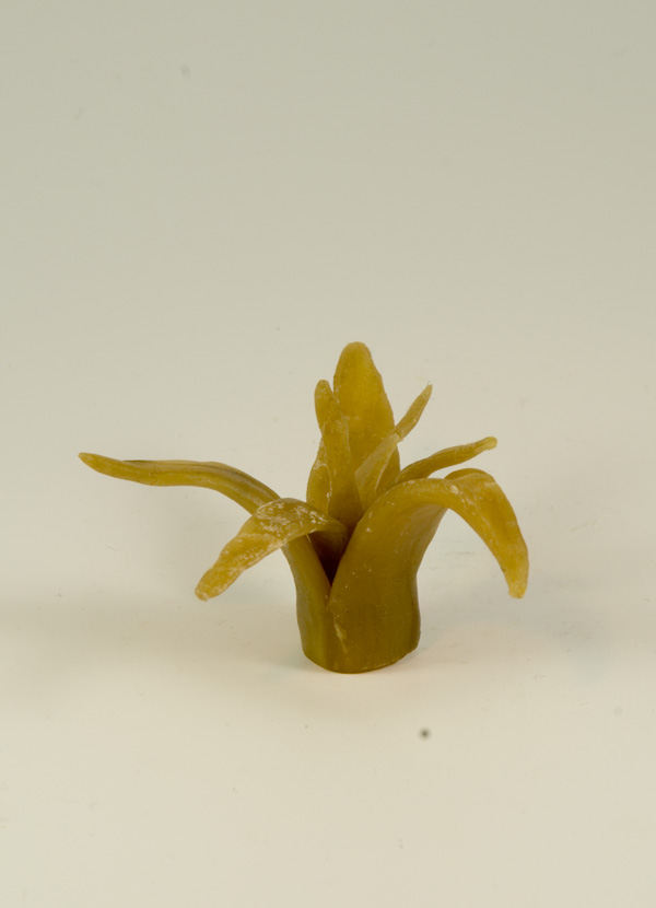 Wax Flower